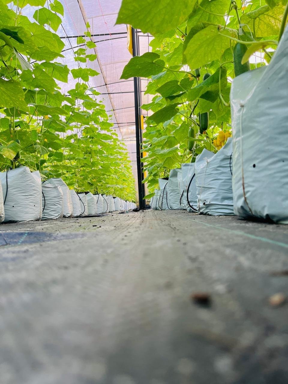 Seed Production