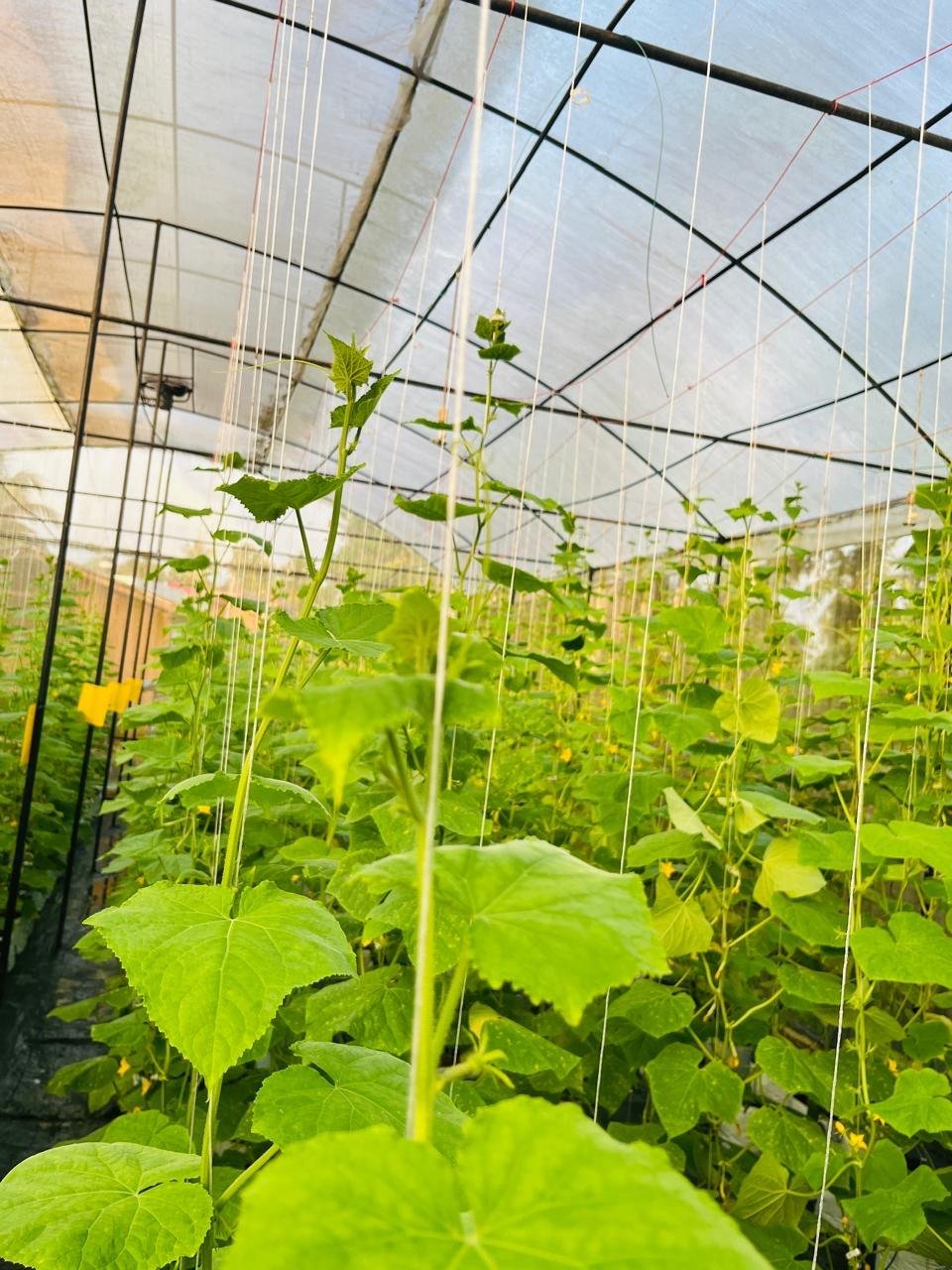 Greenhouse Projects