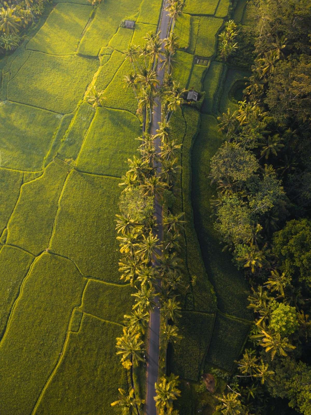 Aerial agricultural landscape, Sri Lanka